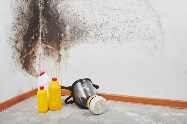 Best Fast Mold Removal  in Shaw Heights, CO
