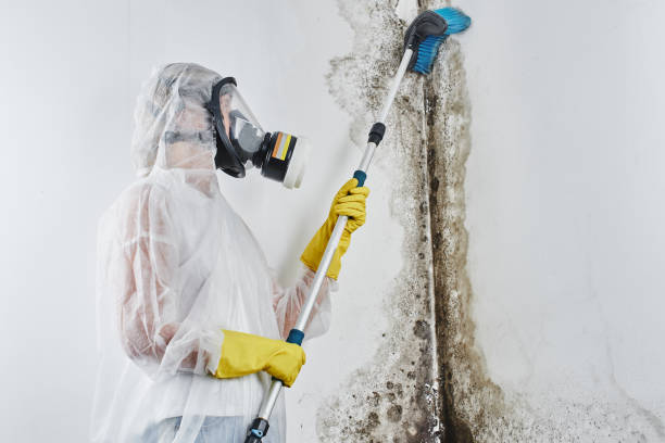 Professional Mold Removal in Shaw Heights, CO