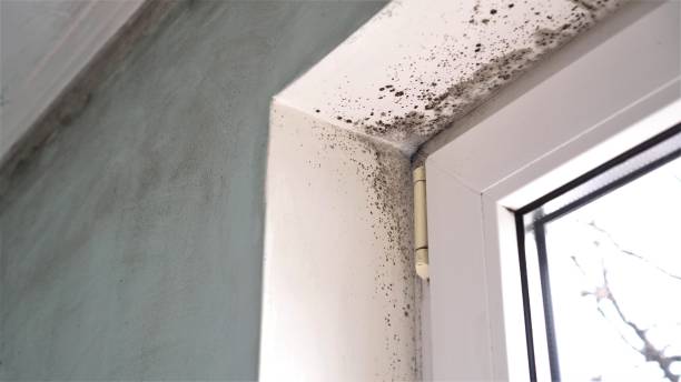 Best Home Mold Removal  in Shaw Heights, CO