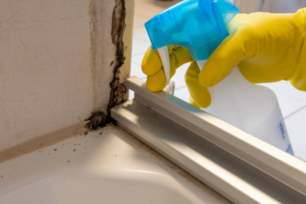 Best Emergency Mold Removal  in Shaw Heights, CO