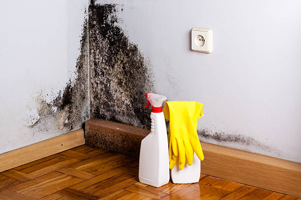 Best Office Mold Removal Services  in Shaw Heights, CO