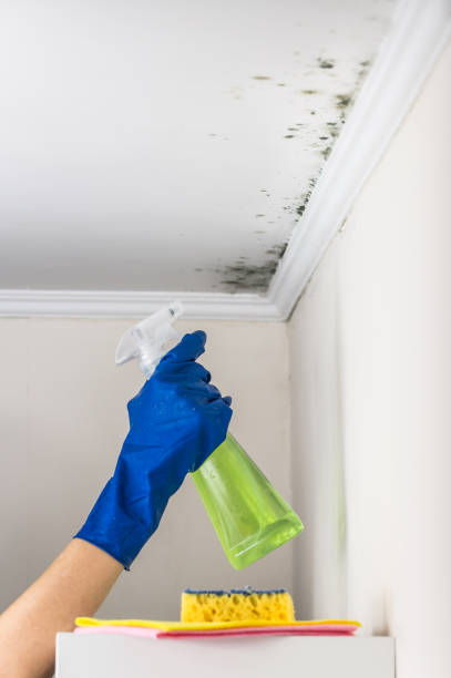 Best Certified Mold Removal  in Shaw Heights, CO