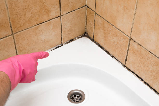 Best Mold Testing  in Shaw Heights, CO
